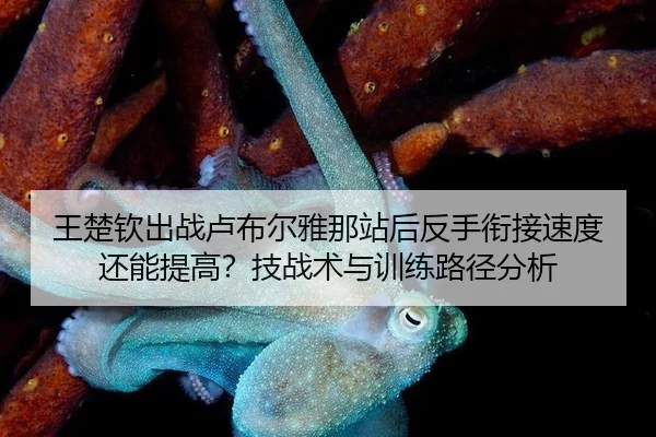 王楚钦出战卢布尔雅那站后反手衔接速度还能提高？技战术与训练路径分析